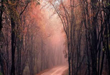 开云体育登录-罗马客场挑战佛罗伦萨：贝尔纳代斯基的替代之路