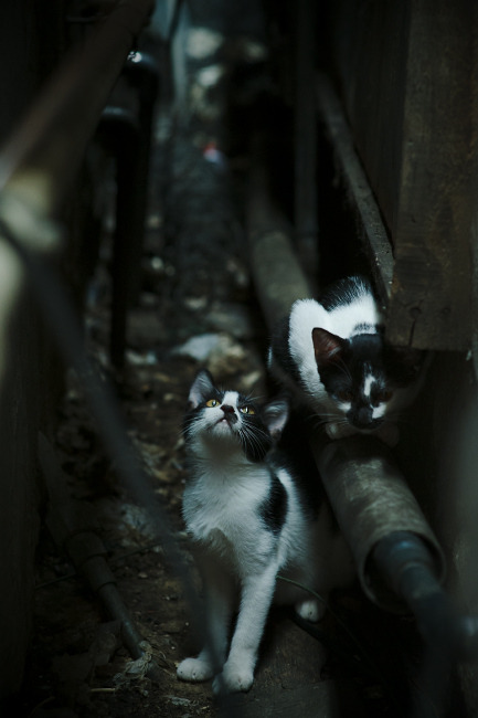 开云下载-年度焦点之战，黑夜中登峰造极的王者，哈登关键战从不手软