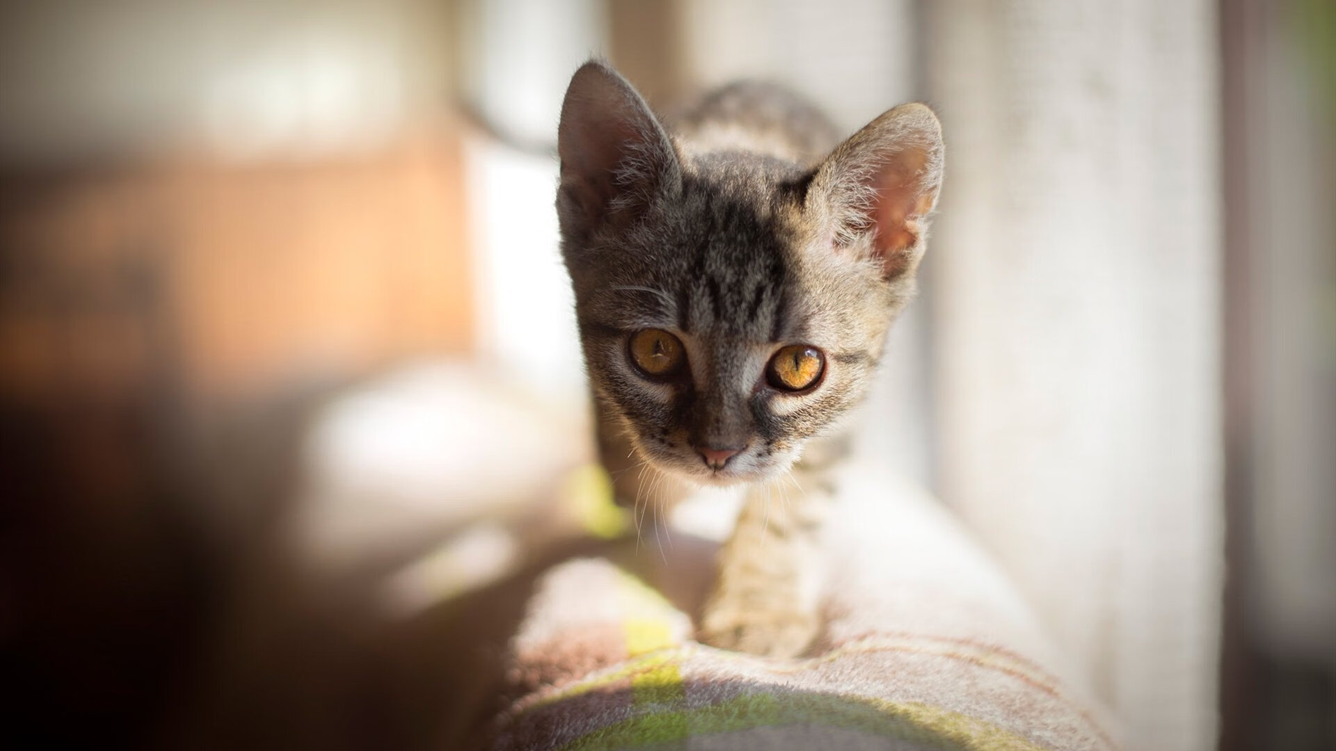 神迹,范弗利特末节18分接管比赛,马刺淘汰火箭