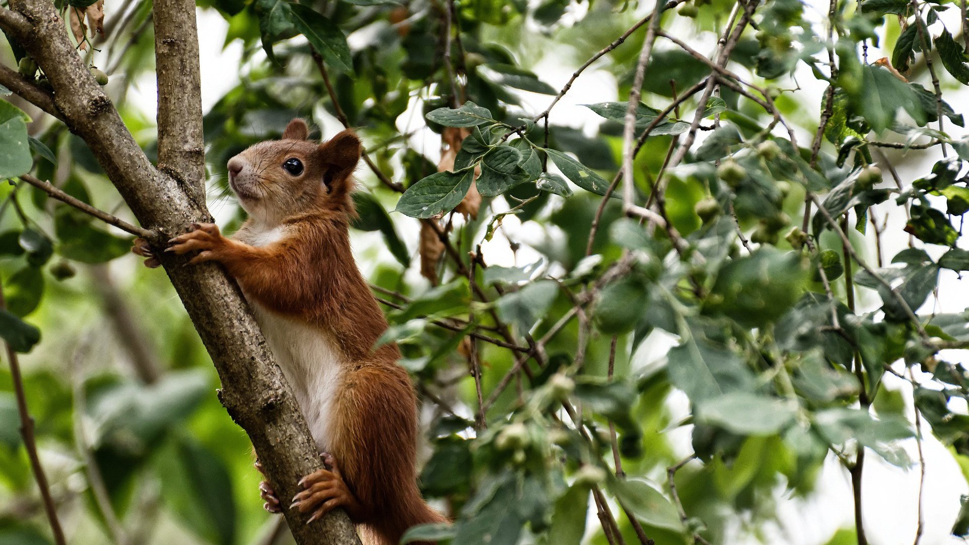 欧冠决赛焦点战，黄蜂末节掀起15-0狂潮，爵士王朝在惊天逆转中崩塌