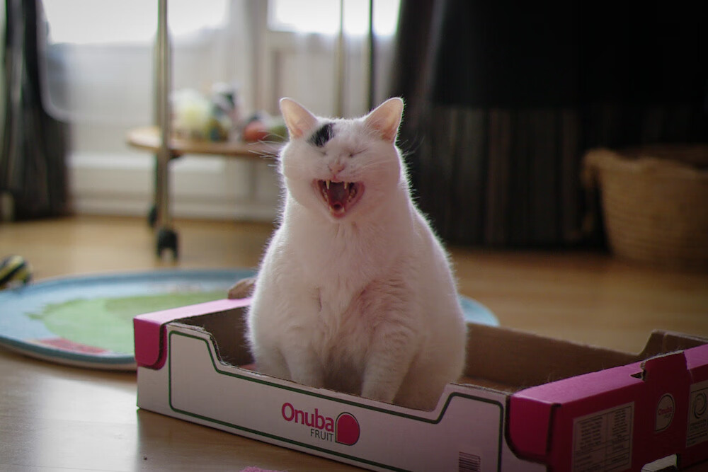 开云官网-虚拟与现实交织的篮球之夜，利拉德数据风暴后，凯尔特人悄然带走胜利