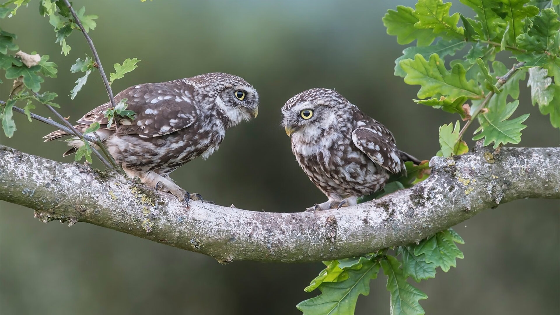 开云APP-当波兰铁骑开进篮球馆，穆勒的45分与体育世界的权力叙事