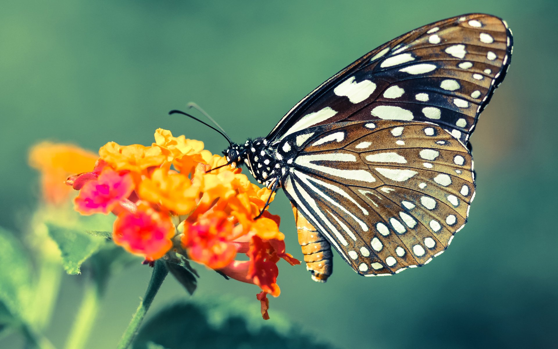 北欧童话征服永恒之城，奥亚尔萨瓦尔于美加墨世界杯接管比赛，丹麦强势拿下罗马