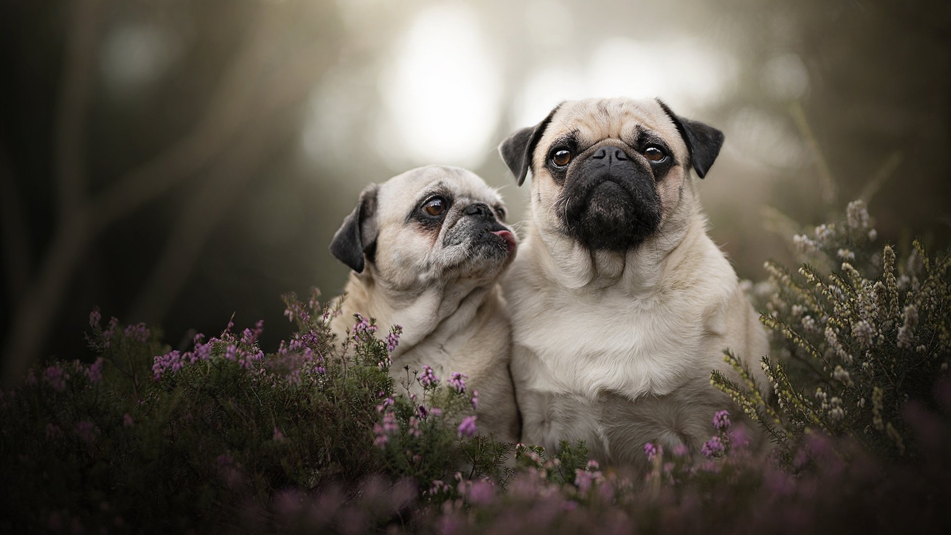 开云体育官网-从几内亚到英超，拜仁的统治与萨拉赫的接管