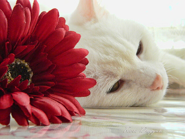 魔术时刻,哈登连珠炮击溃山西,比赛悬念三节断电