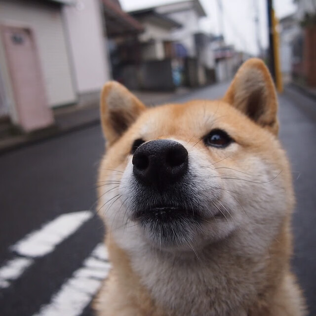 西班牙对阵乌克兰,三笘薰用实力证明自己的亚洲风暴