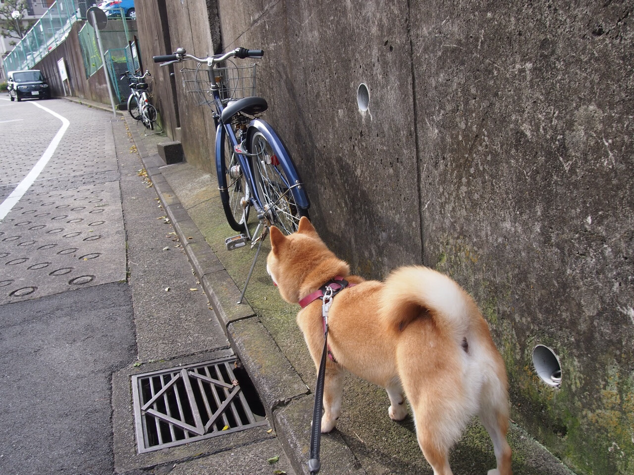 欧冠风云,皇家社会力克马赛,梅西献致命一击显球王本色