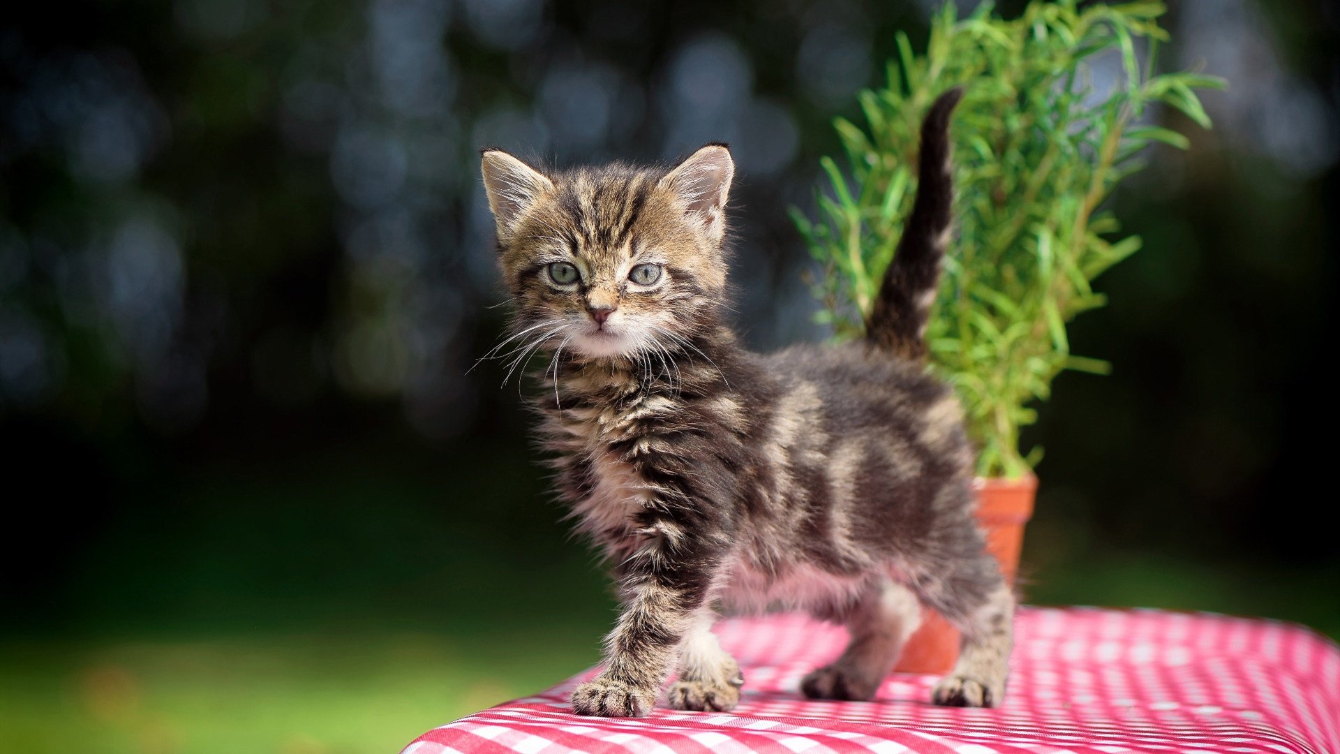 绿茵场与太平洋,小国坚韧叙事的双重闪耀