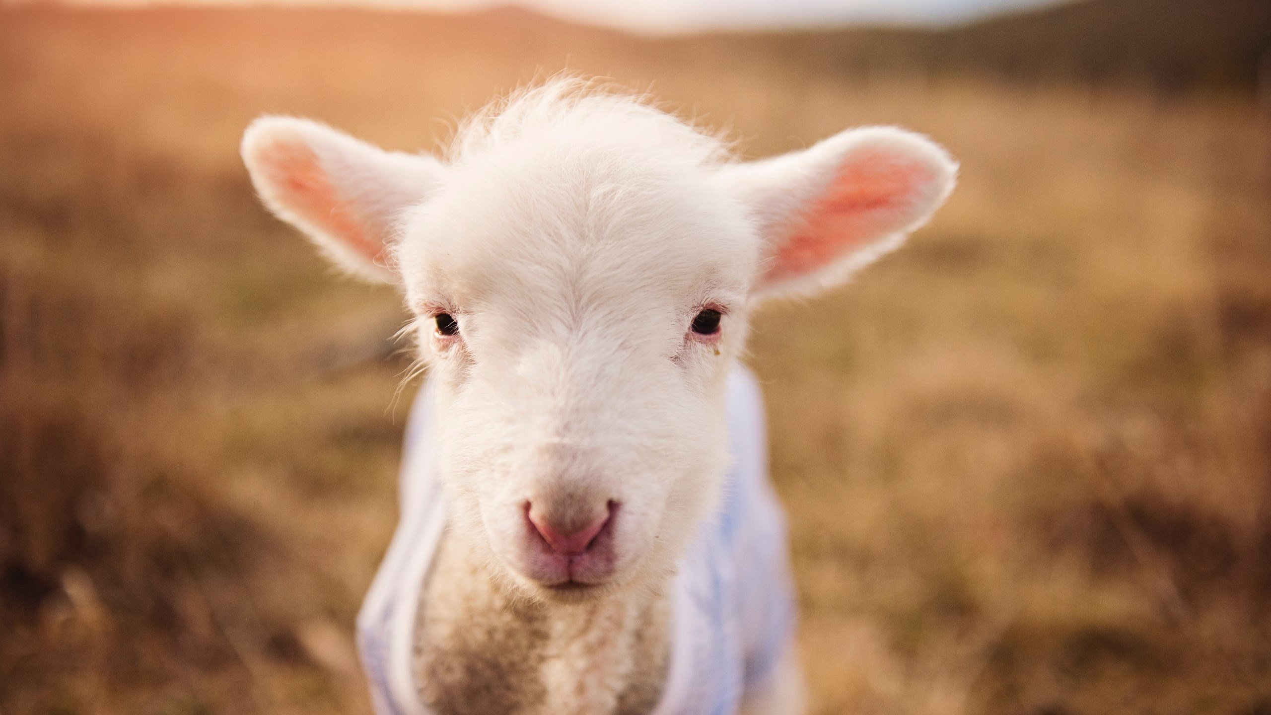 欧冠之夜,奇才横空出世,湖人王朝再遇寒霜