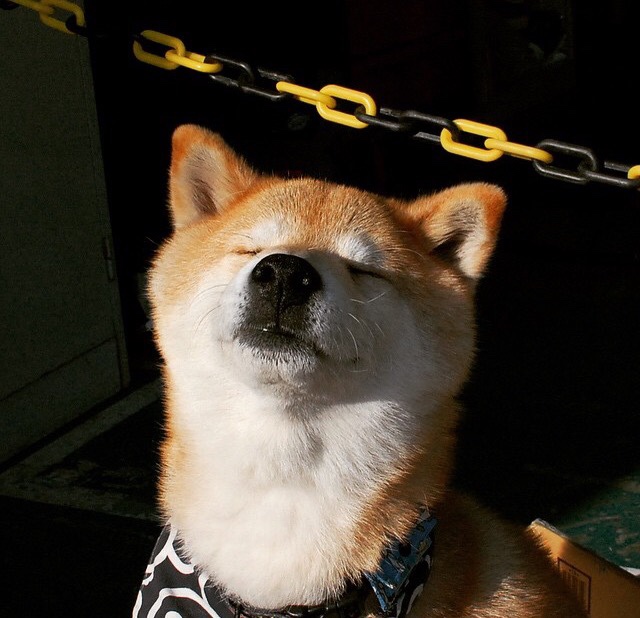 猛龙封锁篮网，库里如何化身关键先生一剑封喉？