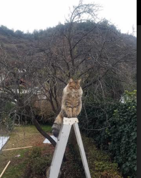 开云体育官方网站-从阴影到光芒，孔德罚球线上的自我救赎之战