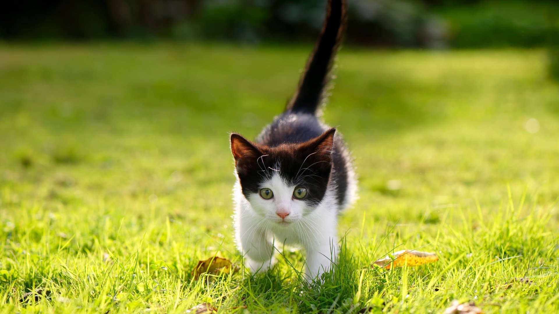 开云平台-利刃出鞘！莱万双响定乾坤，欧冠之夜拉开差距