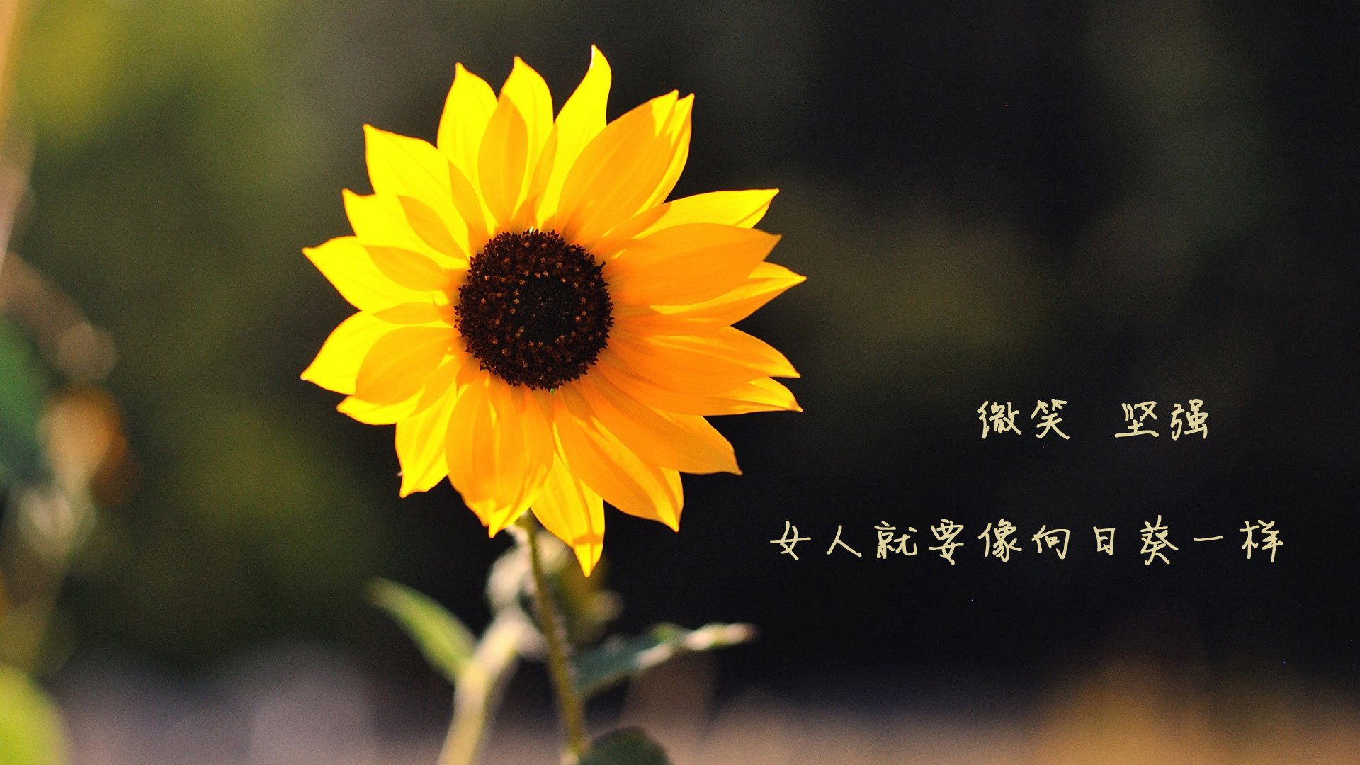 西决生死战之夜,霍勒迪划破苍穹的硬仗之光